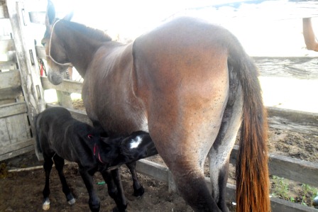 Filhote mama na mula