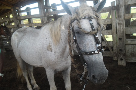 Cavalo que cruzou com a mula