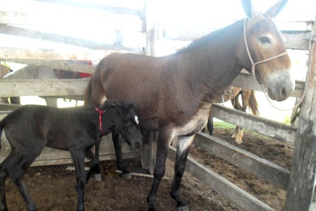 A mula e o seu filhote