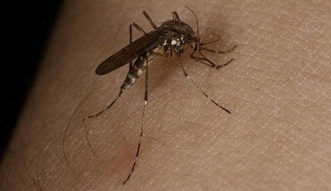 (Foto: Divulgação)