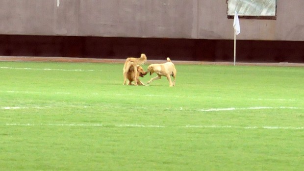  (Foto: Eric Luis Carvalho)