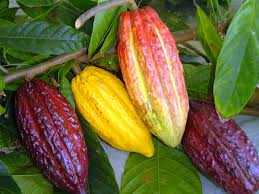 cacau