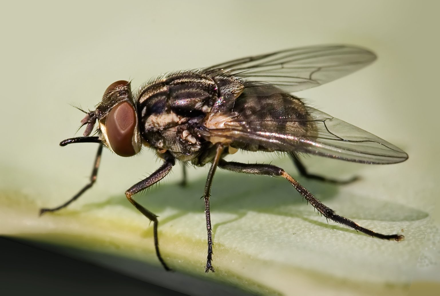 Musca_domestica