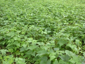 (Foto: Agência Brasil)