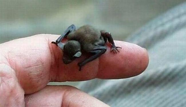 (Foto: Reprodução)