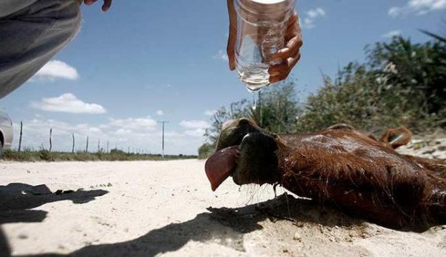 (Foto: Luiz Tito / Ag. A Tarde)