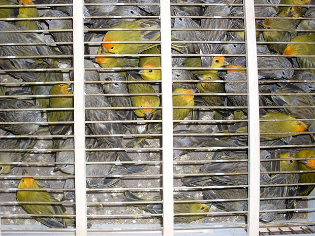 (Foto: PRF/divulgação)