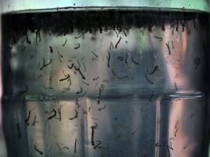Dengue