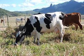 (Foto: reprodução)