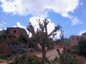 Árvores podadas na Trav. Dr. Ari Dias (Foto: Guinha Azul)
