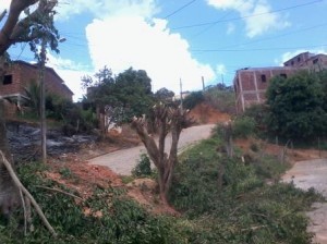 Árvores podadas na Trav. Dr. Ari Dias (Foto: Guinha Azul)