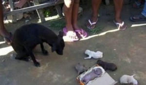 Cachorra-da_Luz_a_bicho_com_formas_humanas_foto_divulgação_jornal_Agreste_Notícias_reprodução
