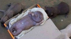 Cachorra-da_Luz_a_bicho_com_formas_humanas_foto_divulgação_jornal_Agreste_Notícias_reprodução_BocãoNews (1)