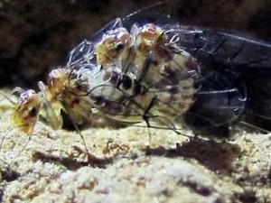 (Foto: Reprodução / Yoshizawa)