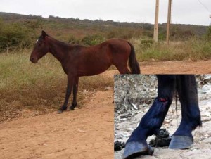 (Foto: Jorge Santana / Sudoeste Bahia)