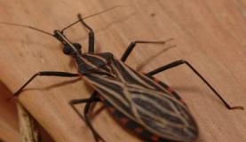 (Foto: Divulgação)