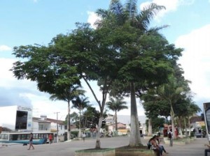 Árvore que foi impedida de ser derrubada  no ano passado (Foto: Iguaí Mix)