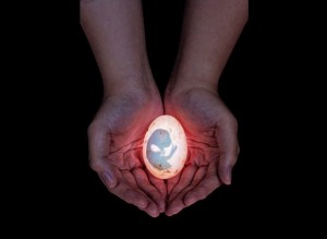 Pintinho dentro de um ovo aguarda até que se complete sua formação. O embrião iluminado foi clicado por Robert Cabagnot em Antipolo, nas Filipinas (Foto: Robert Cabagnot)