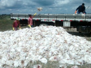 Morte de frangos em São Gonçalo dos Campos, na Bahia (Foto: Arquivo Pessoal)