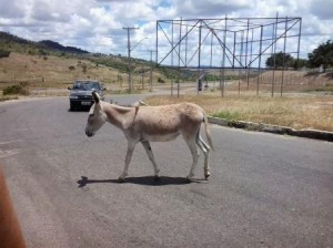 (Foto: Reprodução)