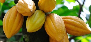 (Foto: Reprodução)