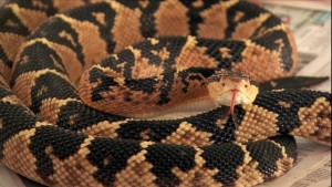 (Foto: Reprodução / G1)