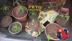 (Foto: PETO)