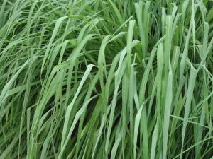 (Foto: Divulgação)