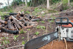 Desmatamento também desencadeia a pobreza (Foto: Agência Brasil)