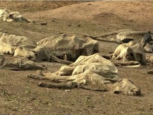 Cerca de 30 mil animais morreram na região de janeiro a junho. (Foto: Reprodução/TV Bahia)