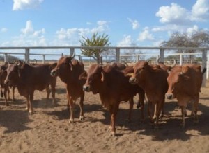 (Foto: Fernanda Birolo / Embrapa)