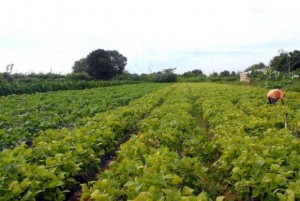 (Foto: Elza Fiúza/Agência Brasil)