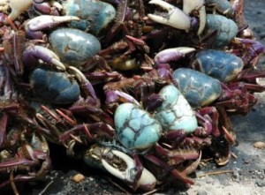 (Foto: Agência Pará)