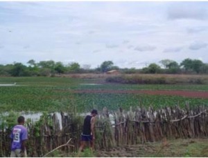 (Foto: Divulgação)